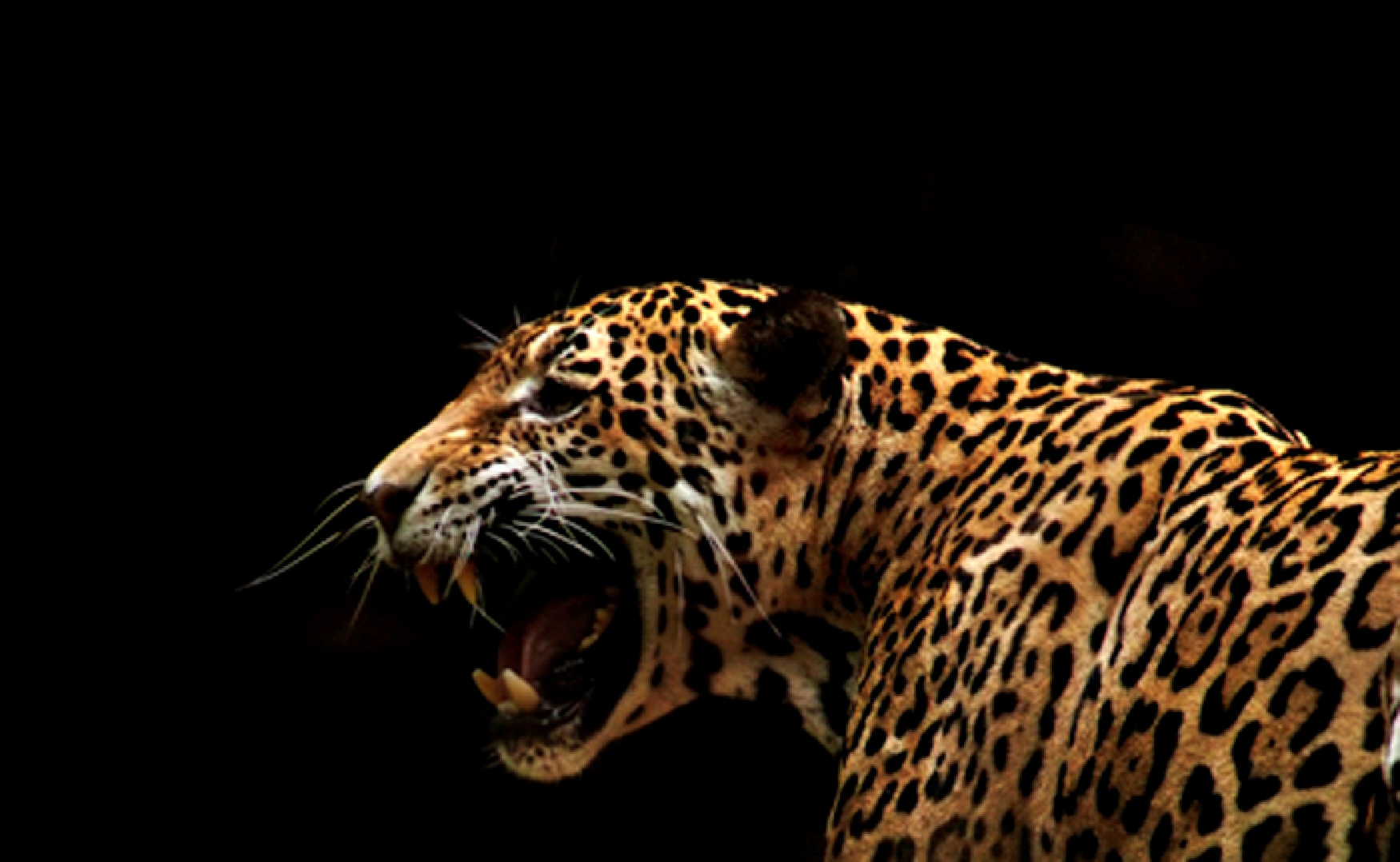 Take Action Cougar