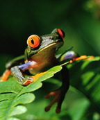 Beautiful Bright Tree Frog
